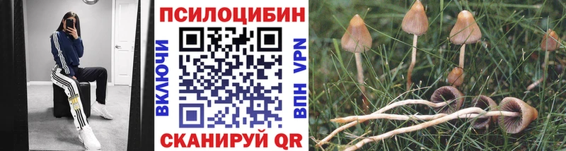 блэк спрут tor  darknet телеграм  Псилоцибиновые грибы Psilocybine cubensis  Мариинск 